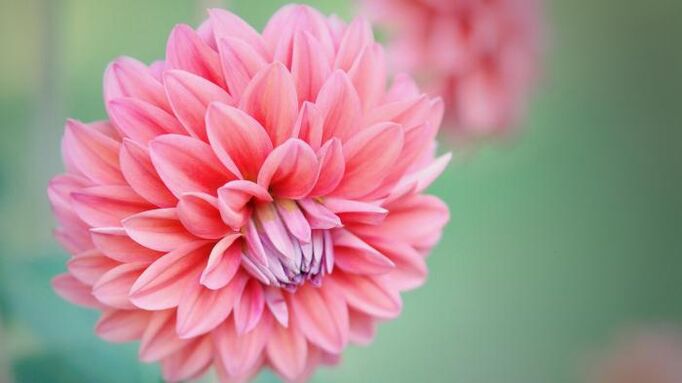 Flower as a talisman of love
