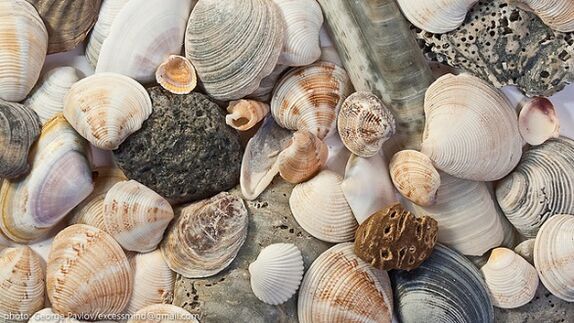 Seashells as a talisman of good luck