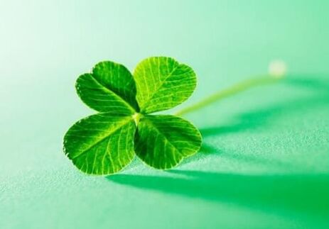 There are some talismans among plants that ward off negative emotions, one of which is clover