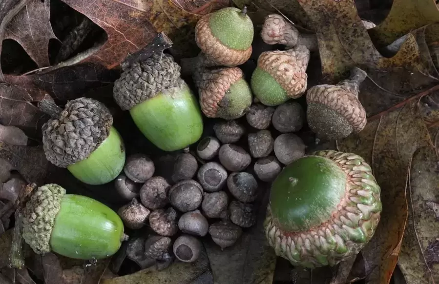 Amulet for good luck - acorn