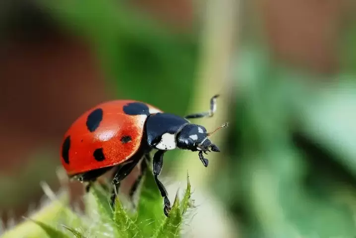 Amulet for good luck - ladybug