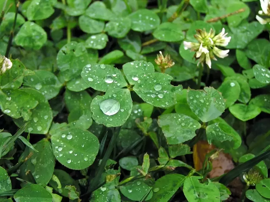 Lucky charm - four leaf clover